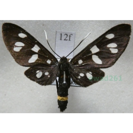 Amata phegea (Linnaeus, 1758) Oblaczek granatek Czech12f